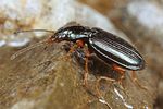 bembidion-decorum4-foto-koehler