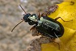bembidion-deletum-foto-swadzba