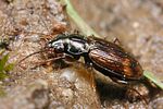 bembidion-dentellum-foto-koehler
