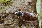 bembidion-dentellum2-foto-koehler