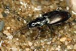 bembidion-fasciolatum-foto-koehler