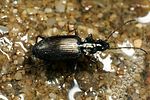 bembidion-fasciolatum2-foto-koehler
