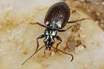 bembidion-fasciolatum3-foto-koehler