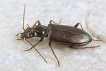 bembidion-fasciolatum4-foto-koehler