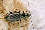 bembidion-fasciolatum5-foto-koehler