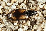 bembidion-femoratum-foto-altmann