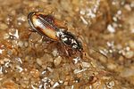 bembidion-femoratum3-foto-koehler