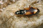 bembidion-femoratum4-foto-koehler