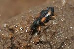 bembidion-fluviatile-foto-gebert