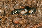bembidion-fluviatile-foto-koehler