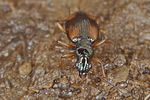 bembidion-fluviatile2-foto-koehler