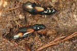 bembidion-fluviatile3-foto-koehler