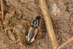 bembidion-fluviatile4-foto-koehler