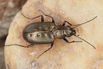 bembidion-foraminosum-foto-koehler