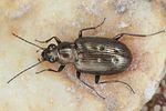 bembidion-foraminosum2-foto-koehler