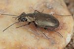 bembidion-foraminosum3-foto-koehler