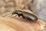 bembidion-foraminosum4-foto-koehler