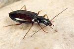 bembidion-fulvipes-foto-koehler