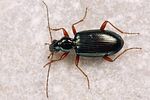 bembidion-fulvipes2-foto-koehler