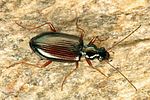 bembidion-fulvipes3-foto-koehler