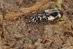 bembidion-genei3-foto-koehler
