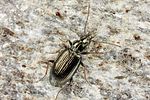 bembidion-geniculatum-foto-koehler