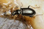 bembidion-geniculatum2-foto-koehler