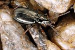 bembidion-geniculatum4-foto-koehler