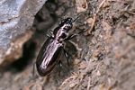 bembidion-glaciale-foto-roessler