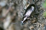 bembidion-glaciale2-foto-roessler