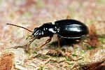 bembidion-guttula-foto-faasen