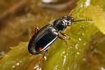 bembidion-guttula2-foto-koehler