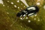 bembidion-guttula3-foto-koehler