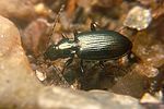 bembidion-incognitum-foto-koehler