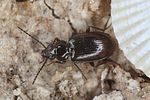 bembidion-iricolor-foto-koehler