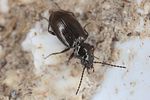 bembidion-iricolor2-foto-koehler