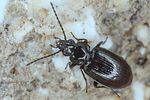 bembidion-iricolor3-foto-koehler