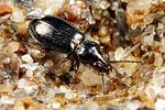 bembidion-lampros-foto-koehler