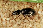 bembidion-lampros2-foto-altmann