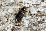 bembidion-lampros2-foto-koehler