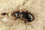 bembidion-lampros3-foto-altmann