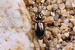 bembidion-lampros4-foto-koehler