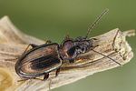 bembidion-lampros6-foto-dvorak