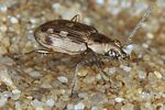 bembidion-litorale2-foto-koehler