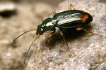 bembidion-lunatum-foto-koehler