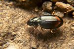 bembidion-lunatum2-foto-koehler