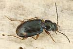 bembidion-lunulatum-foto-dvorak