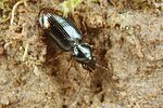 bembidion-lunulatum-foto-koehler