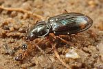 bembidion-lunulatum2-foto-koehler
