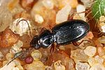 bembidion-mannerheimii-foto-altmann